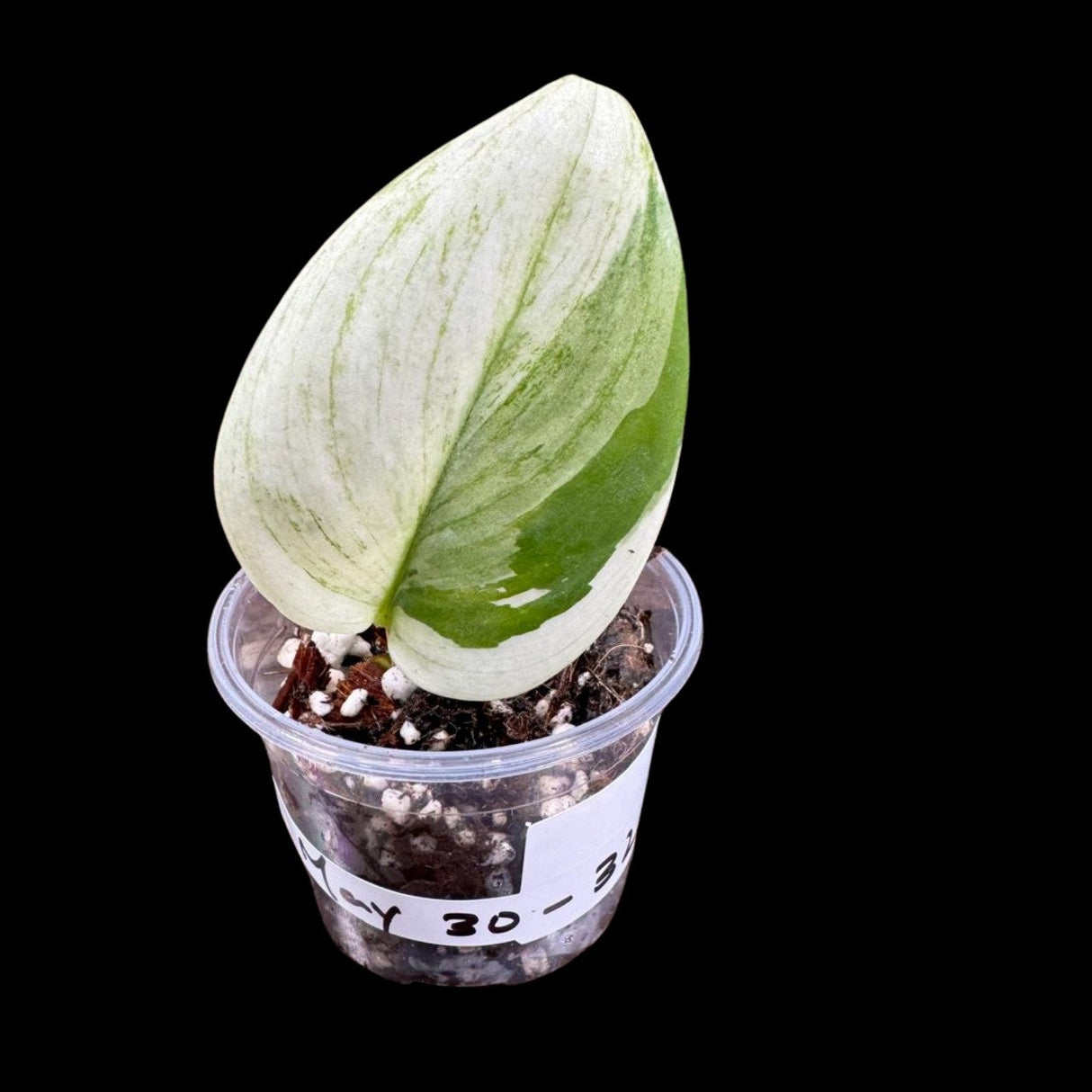 Variegated Scindapsus Rubicon in a Nursery Pot