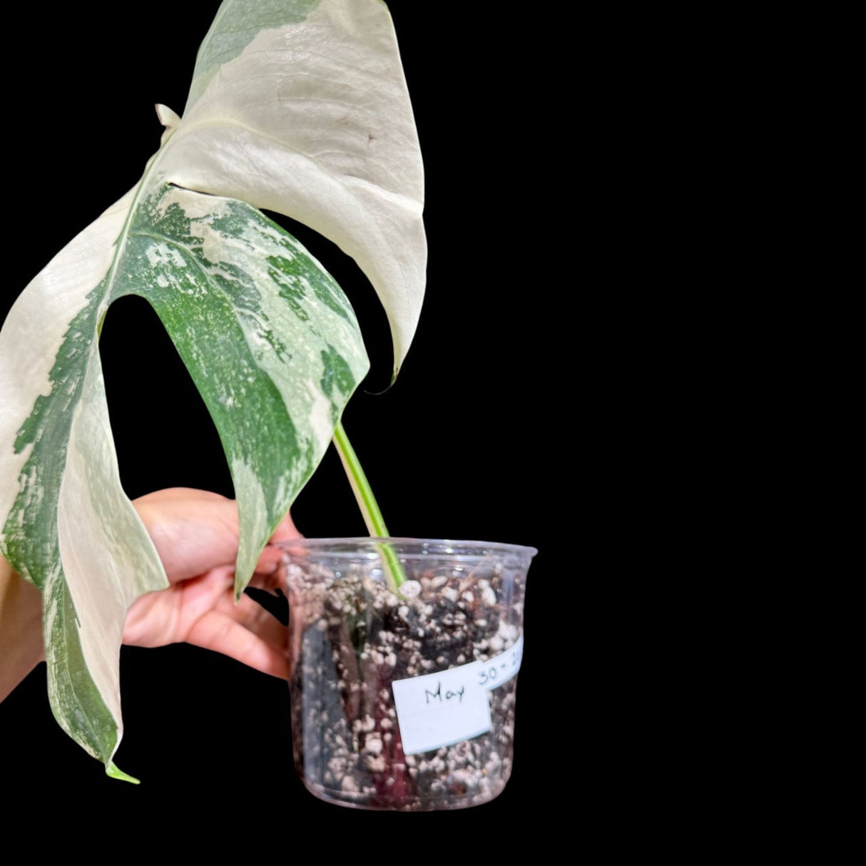 Variegated Monstera Albo Plant in a Nursery Pot - Highly Variegated Monstera ALBO Top Cut Potted Plant - Rare Houseplant - US SELLER