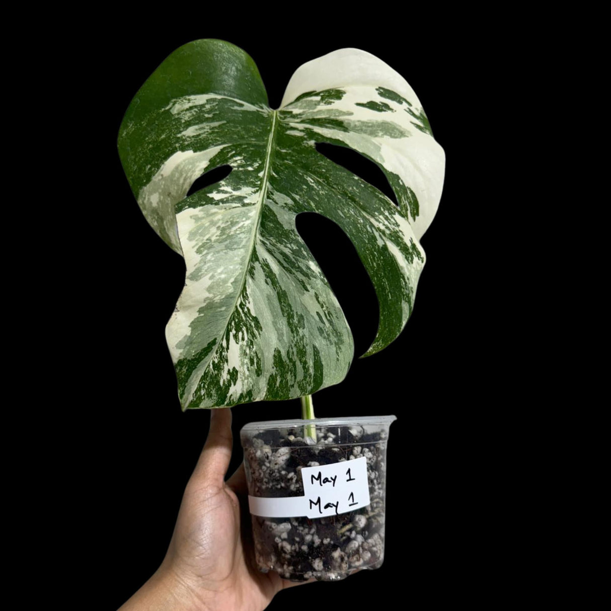 Monstera Albo Plant in a Nursery Pot - Highly Variegated Monstera ALBO Top Cut Potted  - Rare Houseplant - US SELLER - Similar Plant