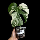 Monstera Albo Plant in a Nursery Pot - Highly Variegated Monstera ALBO Top Cut Potted  - Rare Houseplant - US SELLER - Similar Plant
