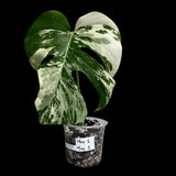 Monstera Albo Plant in a Nursery Pot - Highly Variegated Monstera ALBO Top Cut Potted  - Rare Houseplant - US SELLER - Similar Plant