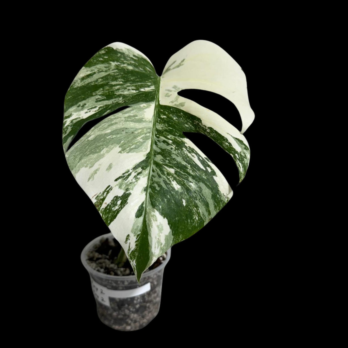 Variegated Monstera Albo Plant in a Nursery Pot - Variegated Monstera ALBO Top Cut Potted - Rare Houseplant - US SELLER - Similar Plant