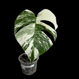 Variegated Monstera Albo Plant in a Nursery Pot - Variegated Monstera ALBO Top Cut Potted - Rare Houseplant - US SELLER - Similar Plant