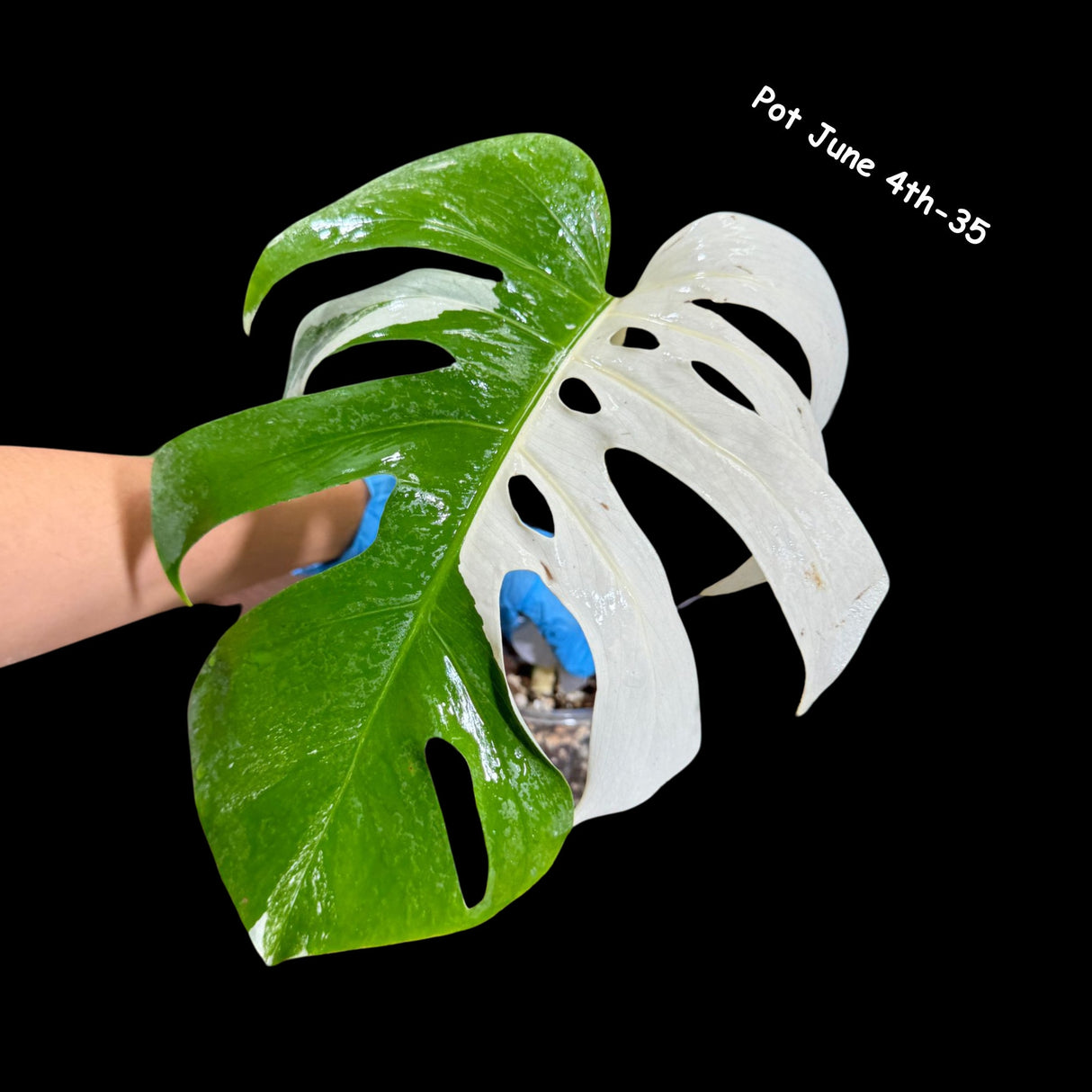 Variegated Monstera Albo Plant in a Nursery Pot - Highly Variegated Monstera ALBO Top Cut Potted Plant - Rare Houseplant - US SELLER