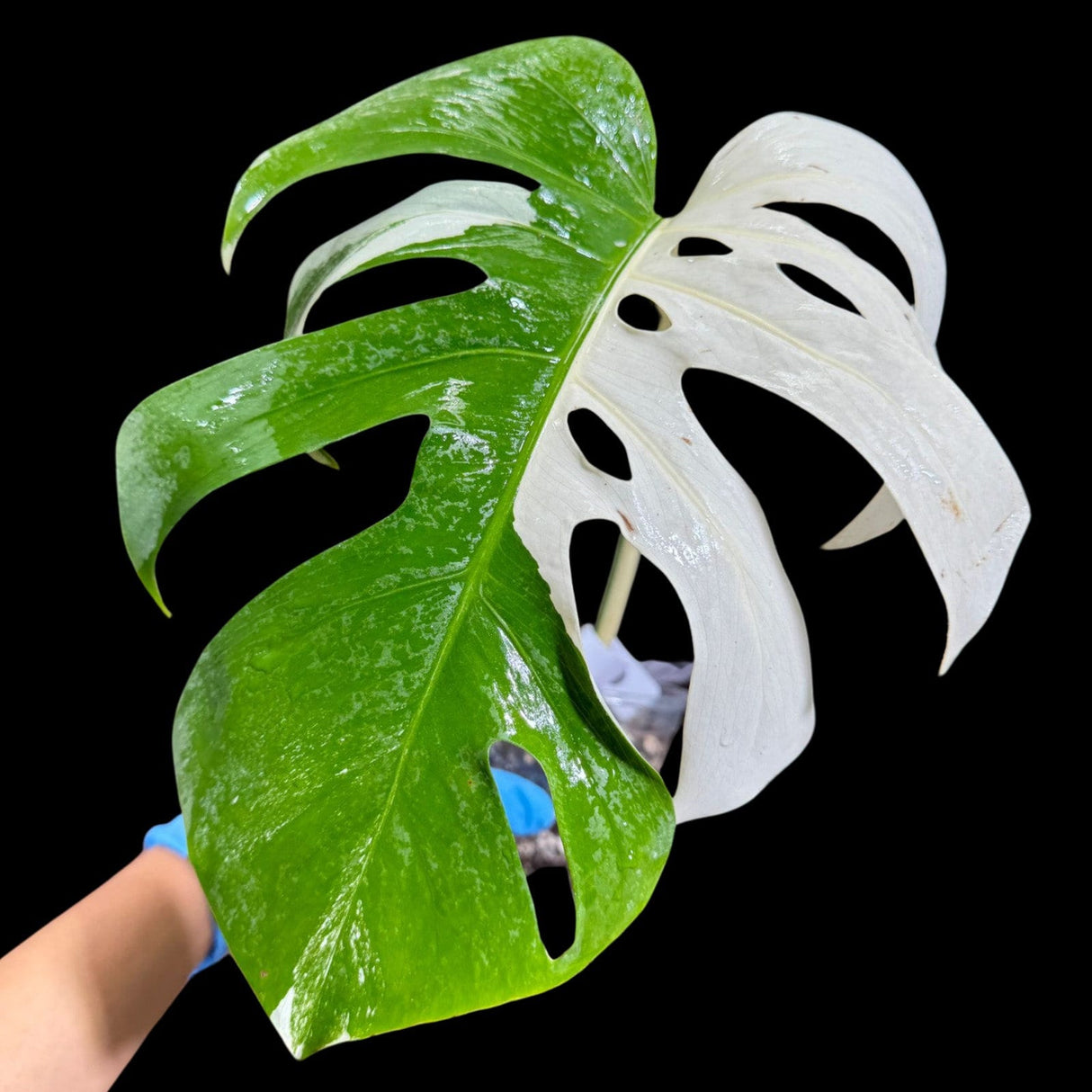 Variegated Monstera Albo Plant in a Nursery Pot - Highly Variegated Monstera ALBO Top Cut Potted Plant - Rare Houseplant - US SELLER