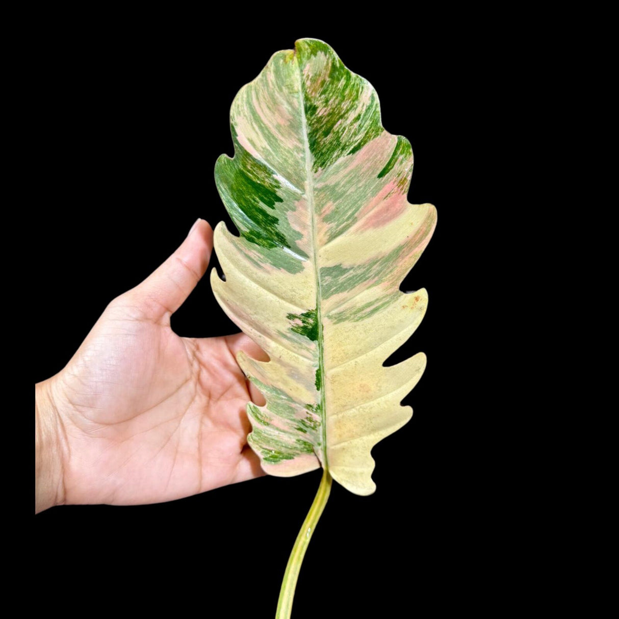 Rare Variegated Philodendron Caramel Marble in a Nursery Pot - Easy Care Indoor Plant - SAME Pot as the image | US SELLER
