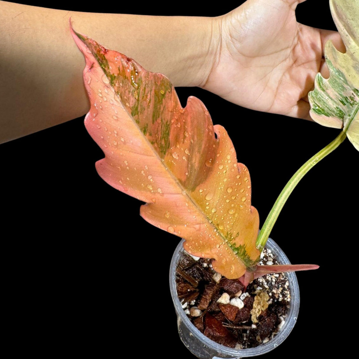 Rare Variegated Philodendron Caramel Marble in a Nursery Pot - Easy Care Indoor Plant - SAME Pot as the image | US SELLER
