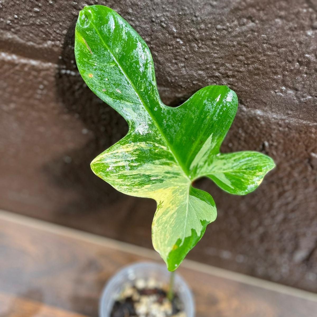 Variegated Philodendron Florida Beauty in a Nursery Pot