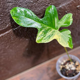 Variegated Philodendron Florida Beauty in a Nursery Pot