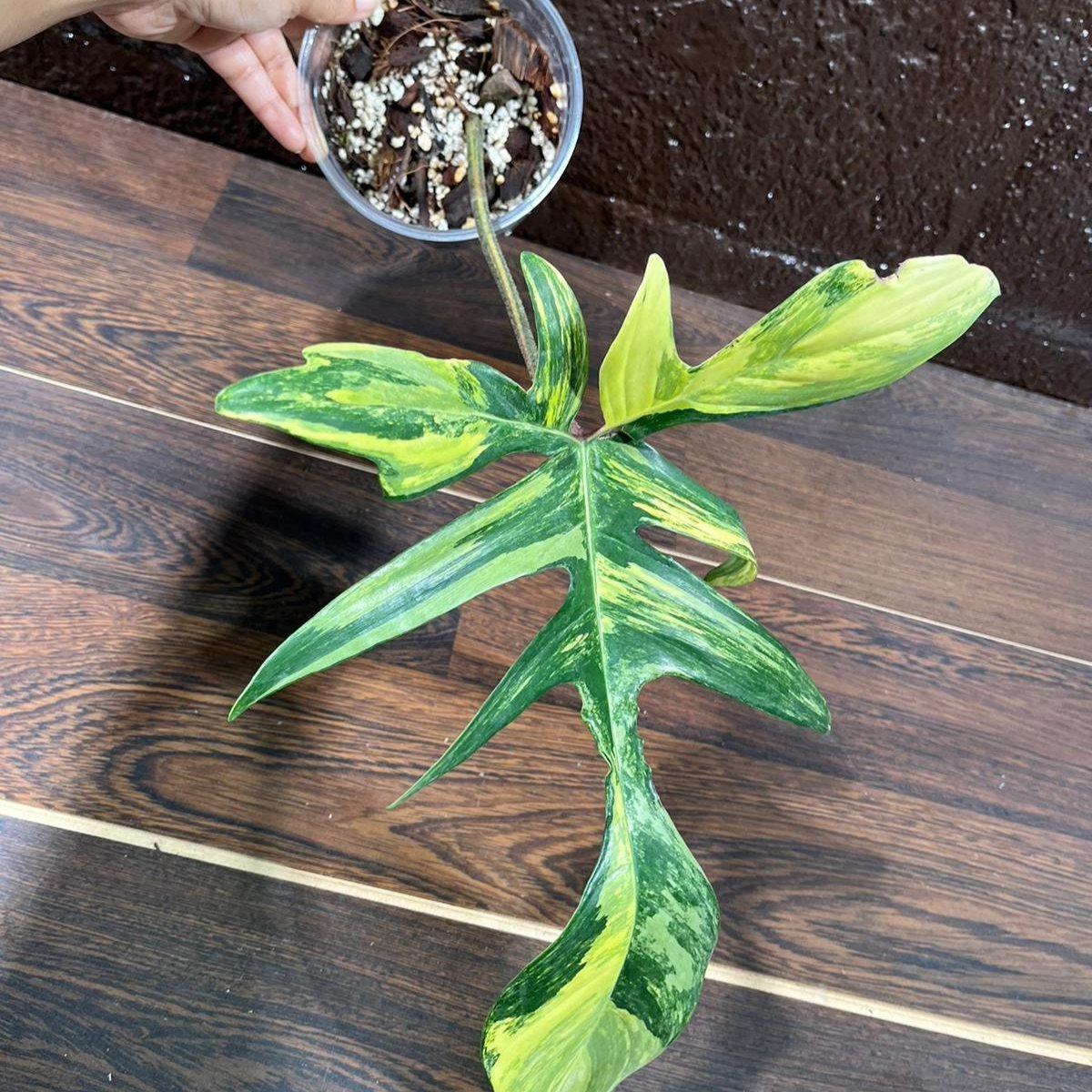 Variegated Philodendron Florida Beauty in a Nursery Pot