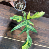 Variegated Philodendron Florida Beauty in a Nursery Pot