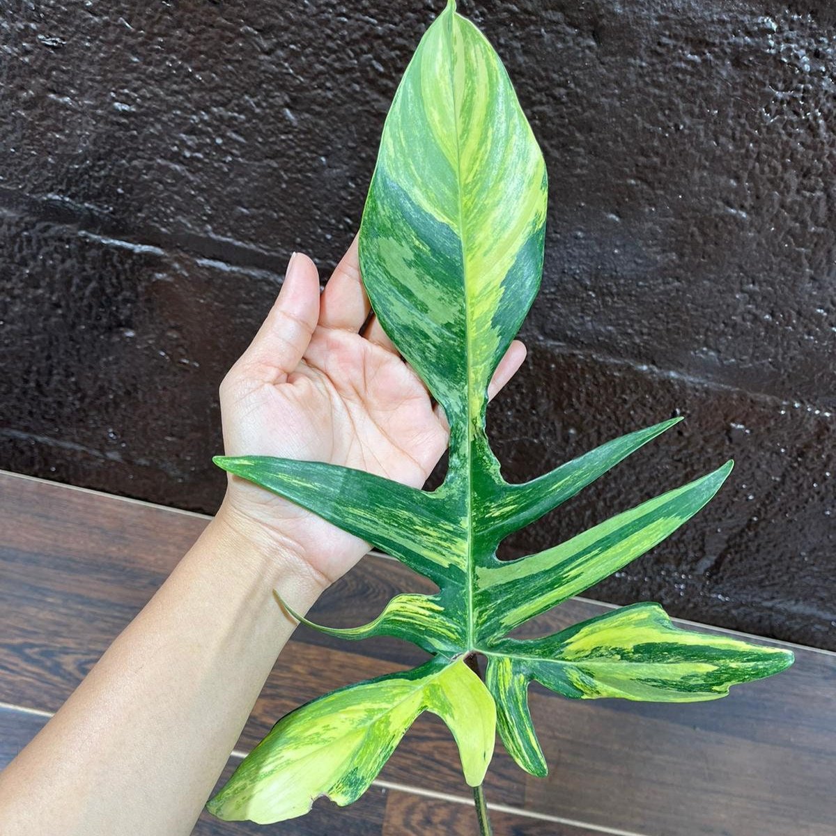 Variegated Philodendron Florida Beauty in a Nursery Pot