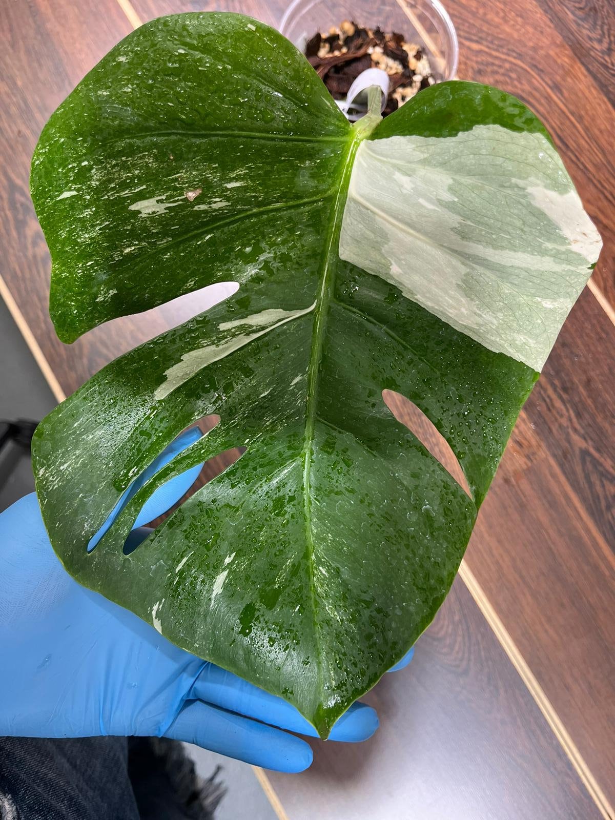 Variegated Monstera Albo Plant in a Nursery Pot - Highly Variegated Monstera ALBO Top Cut Potted Plant - Rare Houseplant - US SELLER