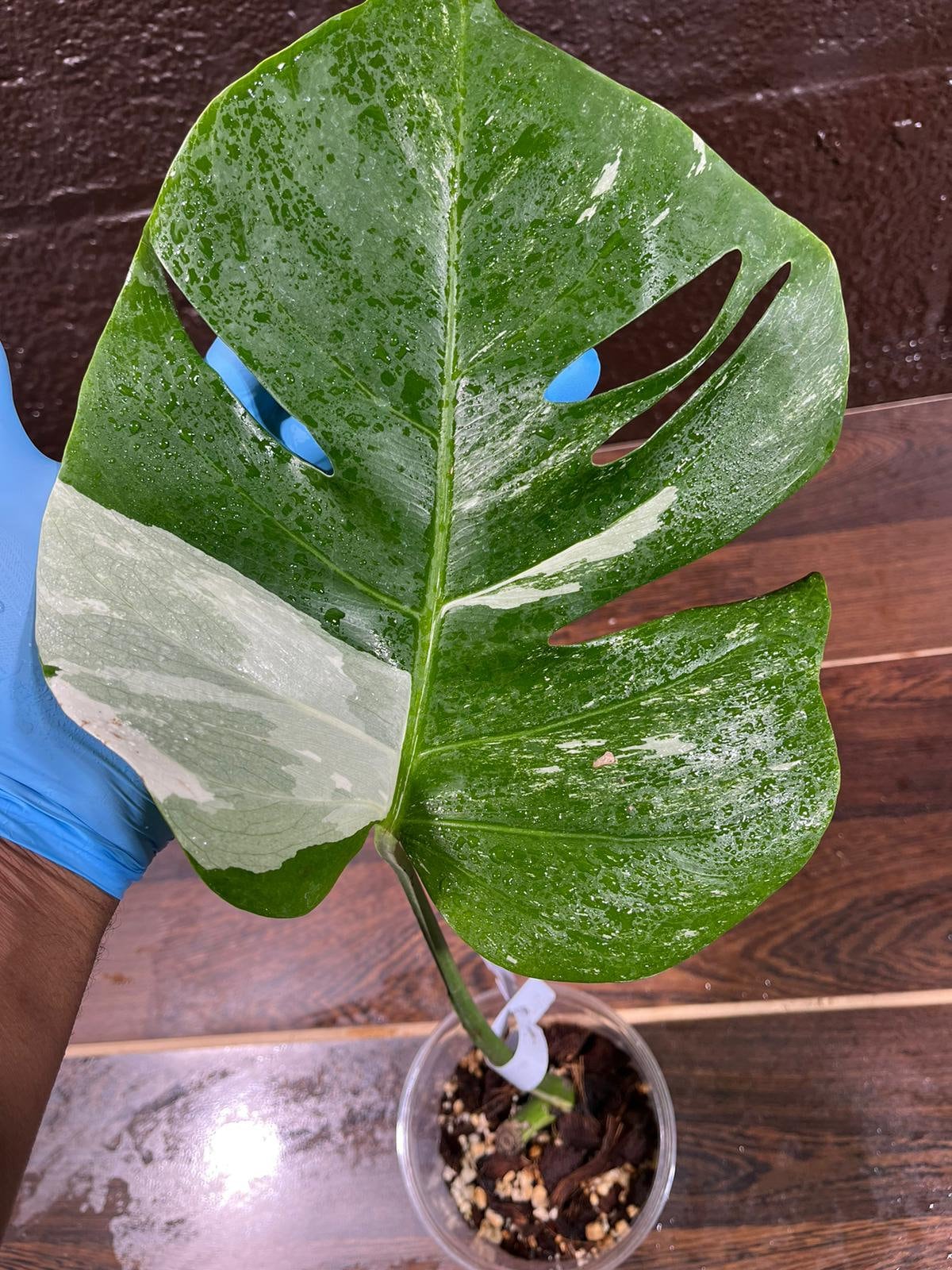 Variegated Monstera Albo Plant in a Nursery Pot - Highly Variegated Monstera ALBO Top Cut Potted Plant - Rare Houseplant - US SELLER