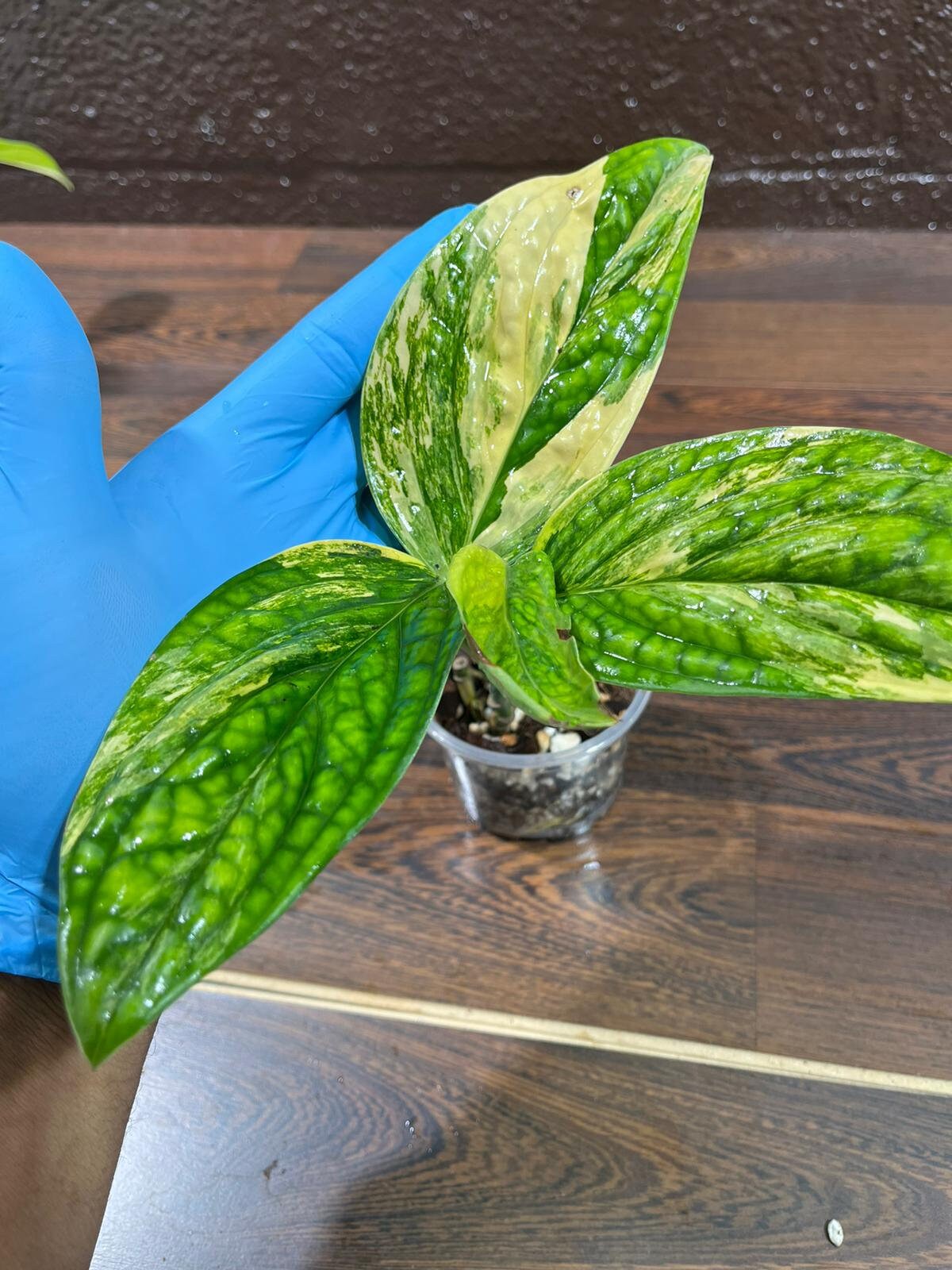 Variegated Monstera Peru in a Nursery Pot | Live Rare Collector Houseplants | Beginners Plant - Indoor Plants - US Seller