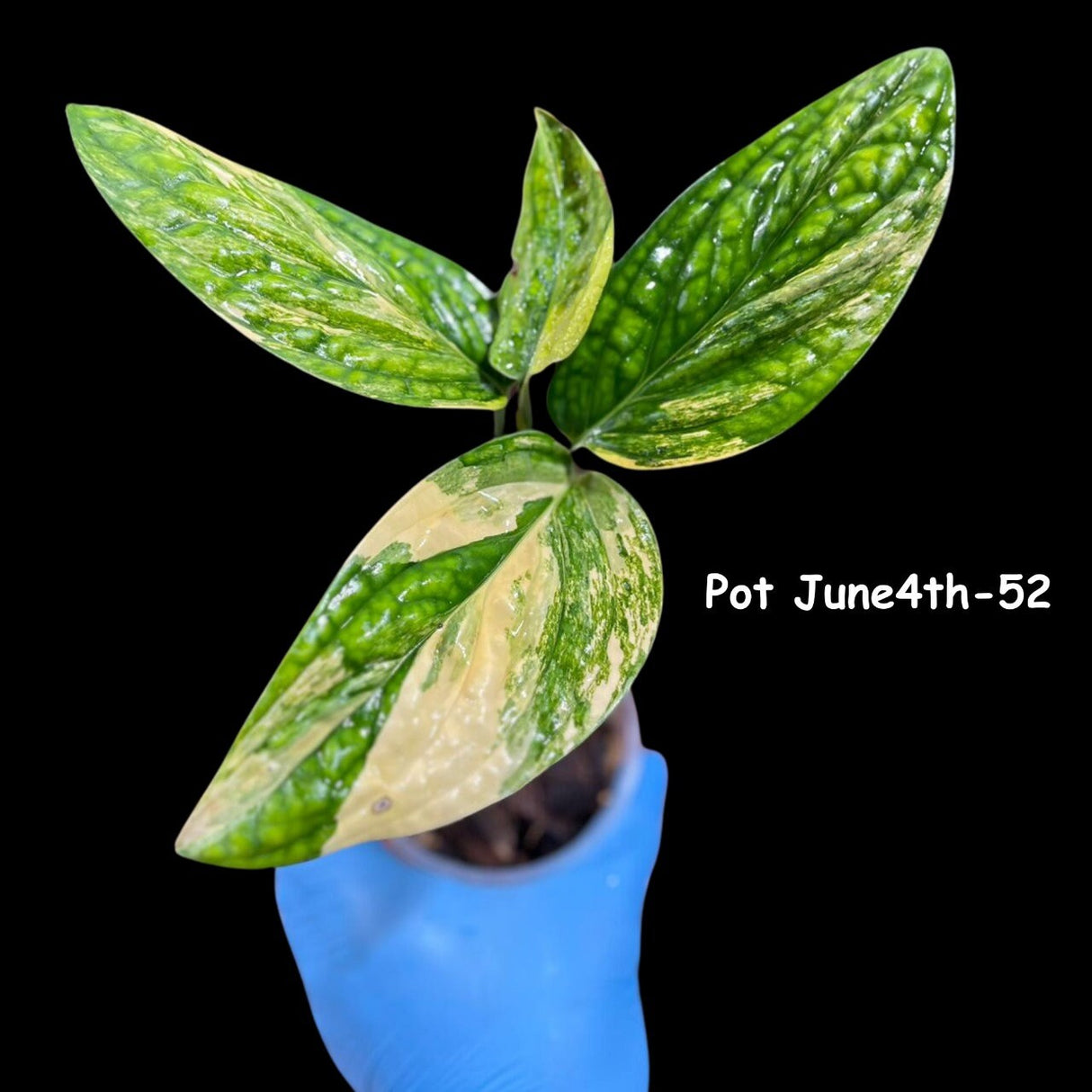 Variegated Monstera Peru in a Nursery Pot | Live Rare Collector Houseplants | Beginners Plant - Indoor Plants - US Seller