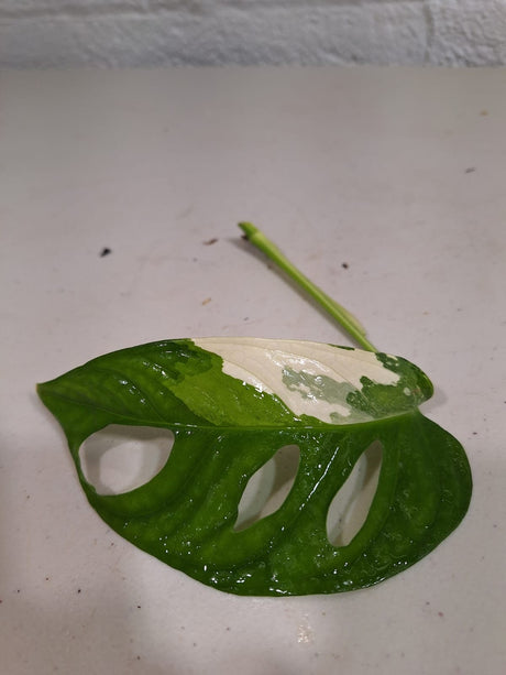 Monstera Adansonii Albo High Variegated Swiss Cheese Premium Color Swiss - SAME PLANT as pictures - US Seller
