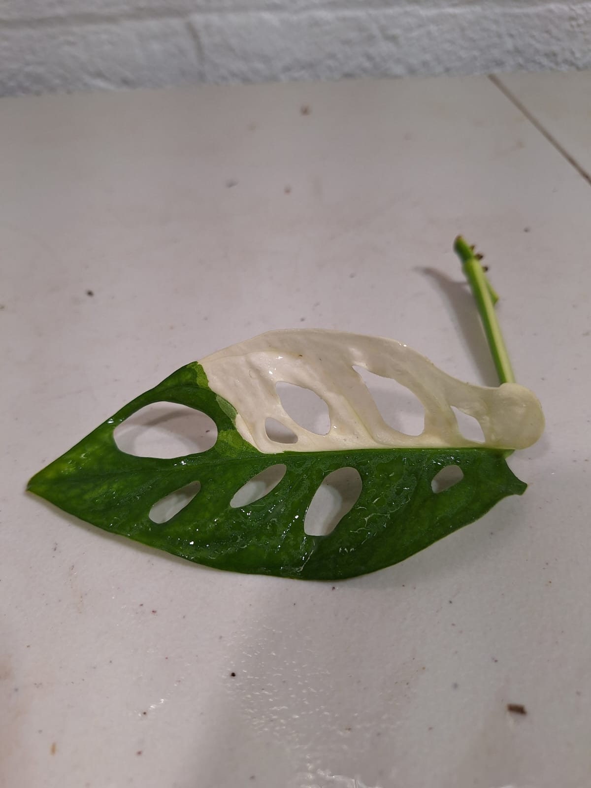 Monstera Adansonii Albo High Variegated Swiss Cheese Premium Color Swiss - US Seller