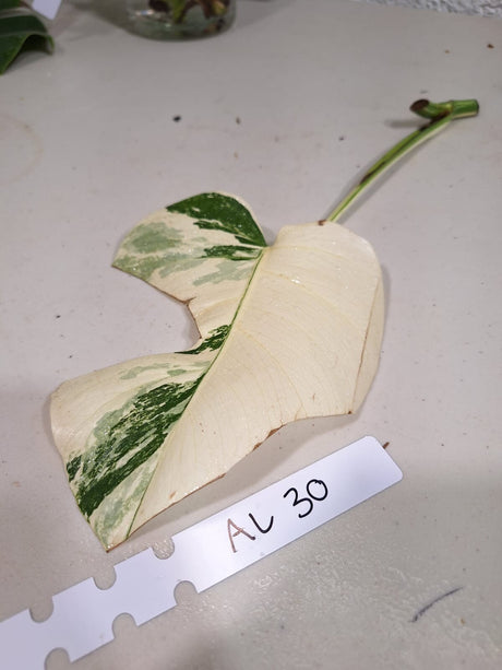 Highly Variegated Monstera Albo Cutting - Monstera Albo Borsigiana Plant - White Monstera Albo - Rare Indoor Houseplant - US Seller