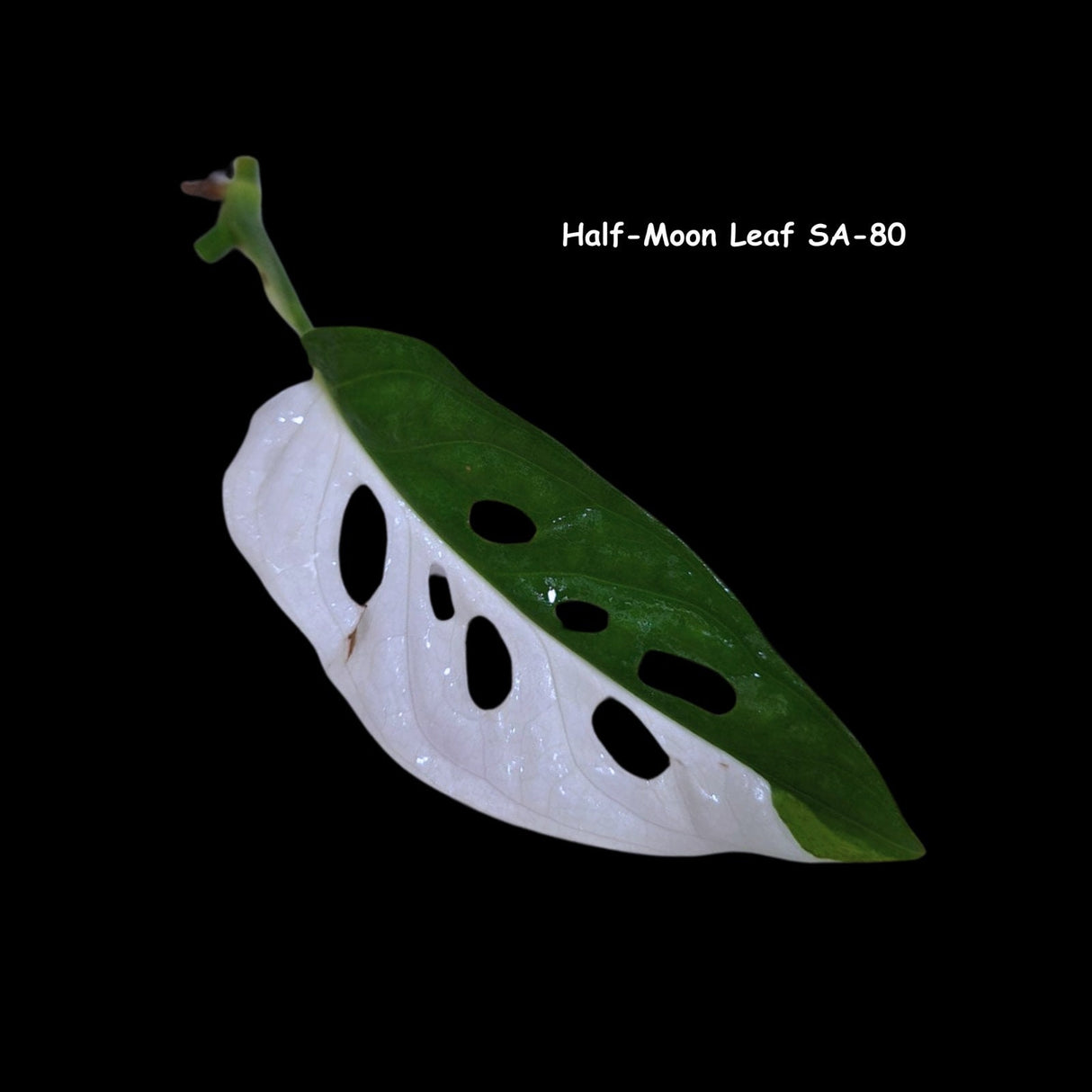 Monstera Adansonii Albo Variegated Swiss Cheese Cutting - Premium Color Swiss - Live Aroid Plants - Half-Moon Variegated Leaf - US Seller