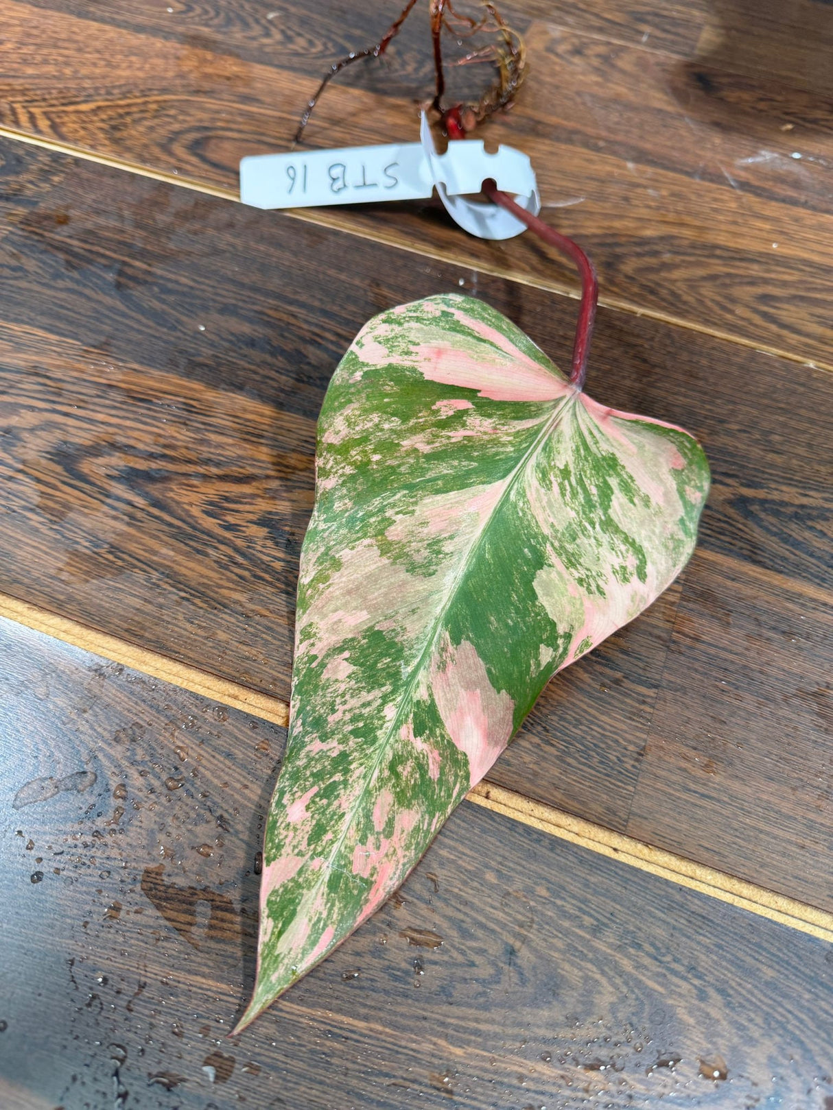 Variegated Philodendron Strawberry Shake Cutting - Rare collector starter plant - Gift for Mom - Live Indoor Plant - US Seller
