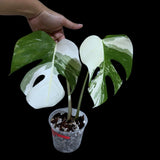 Monstera Albo Same Plant in a Nursery Pot - Variegated Monstera ALBO 2 Leaf Potted Plant - Rare Houseplants - US SELLER - Similar Plant