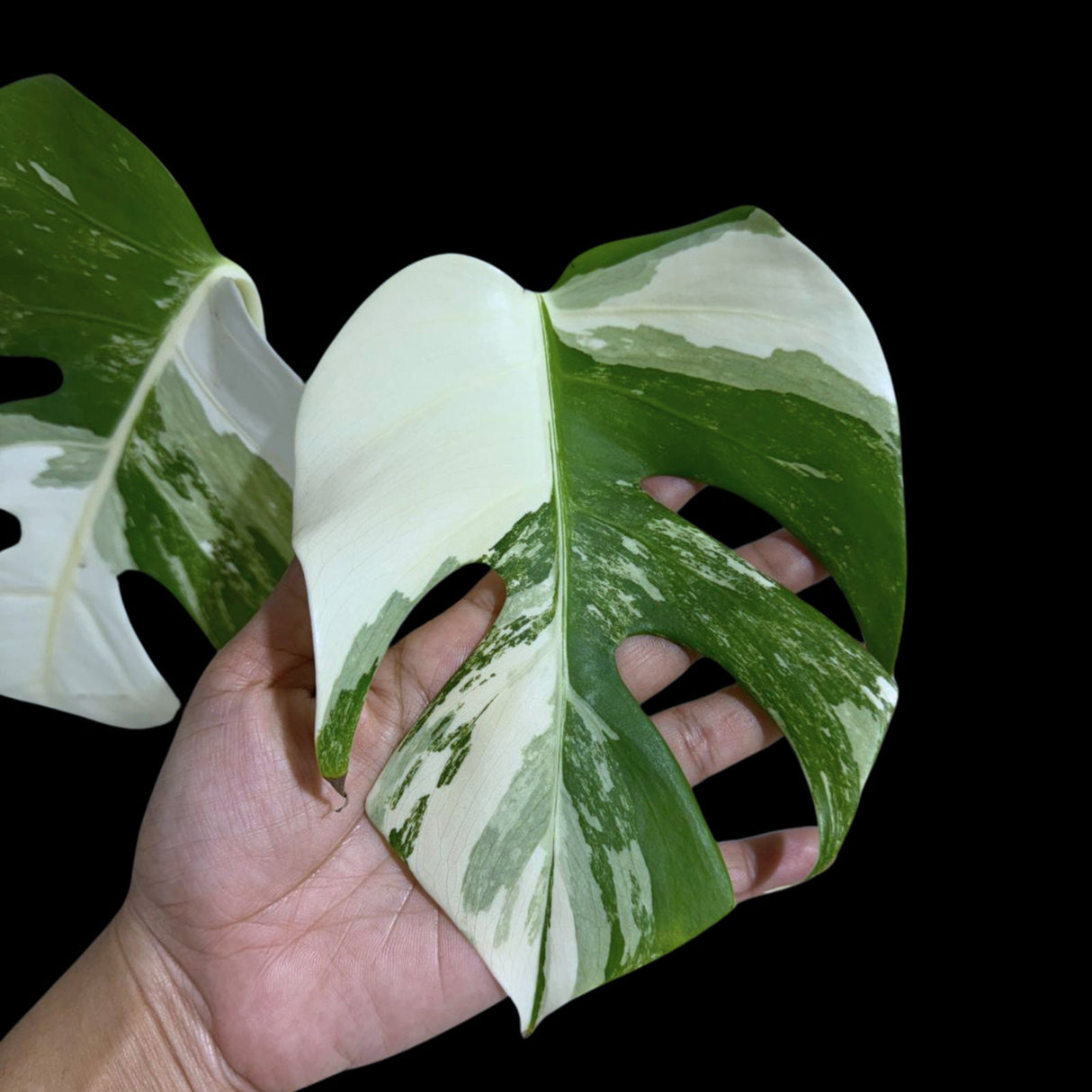 Monstera Albo Same Plant in a Nursery Pot - Variegated Monstera ALBO 2 Leaf Potted Plant - Rare Houseplants - US SELLER - Similar Plant