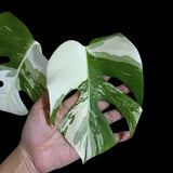 Monstera Albo Same Plant in a Nursery Pot - Variegated Monstera ALBO 2 Leaf Potted Plant - Rare Houseplants - US SELLER - Similar Plant