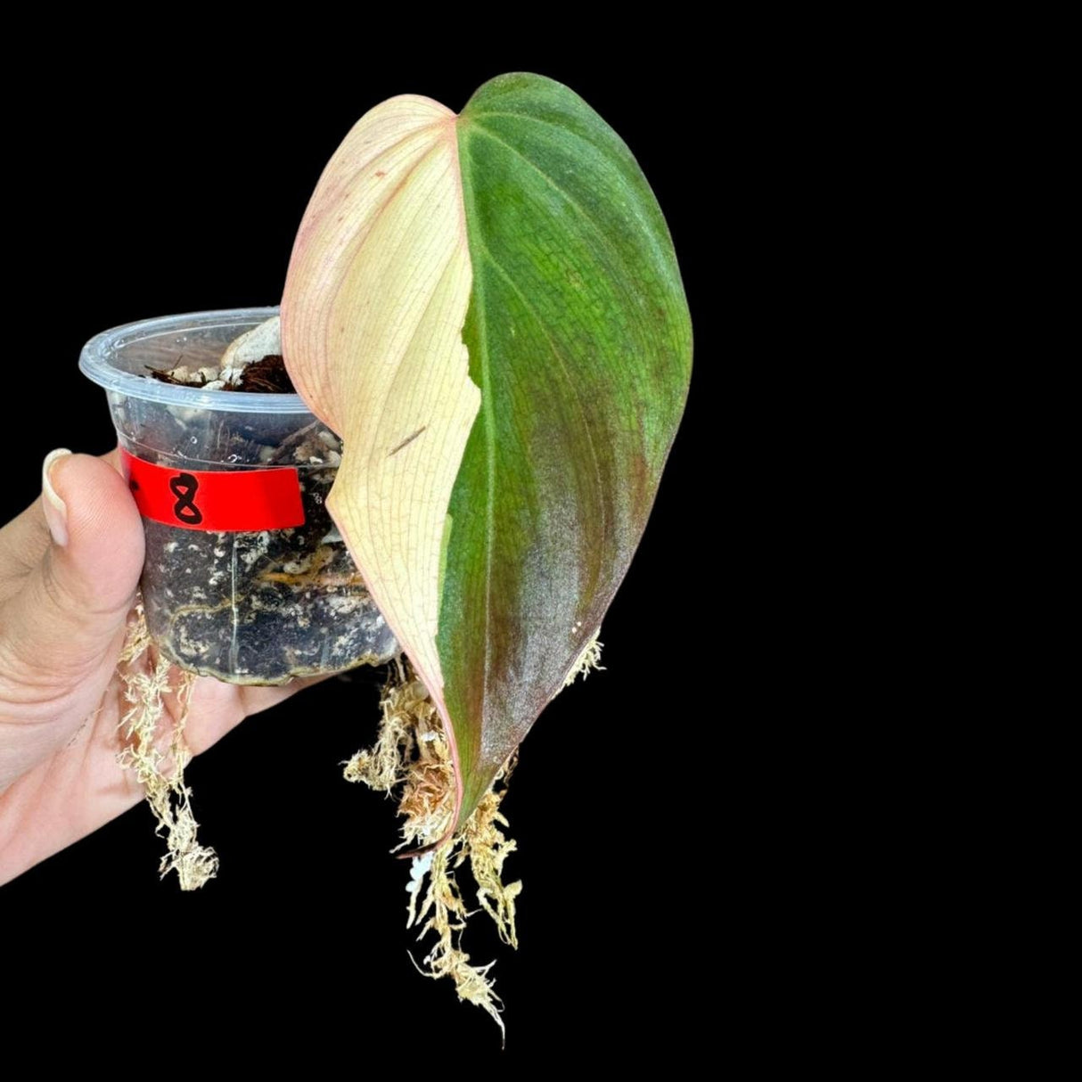 Rare Variegated Philodendron Mican Aurea in a Nursery Pot - High Variegated Mican Potted Plant - Rare Collector Plant - US SELLER