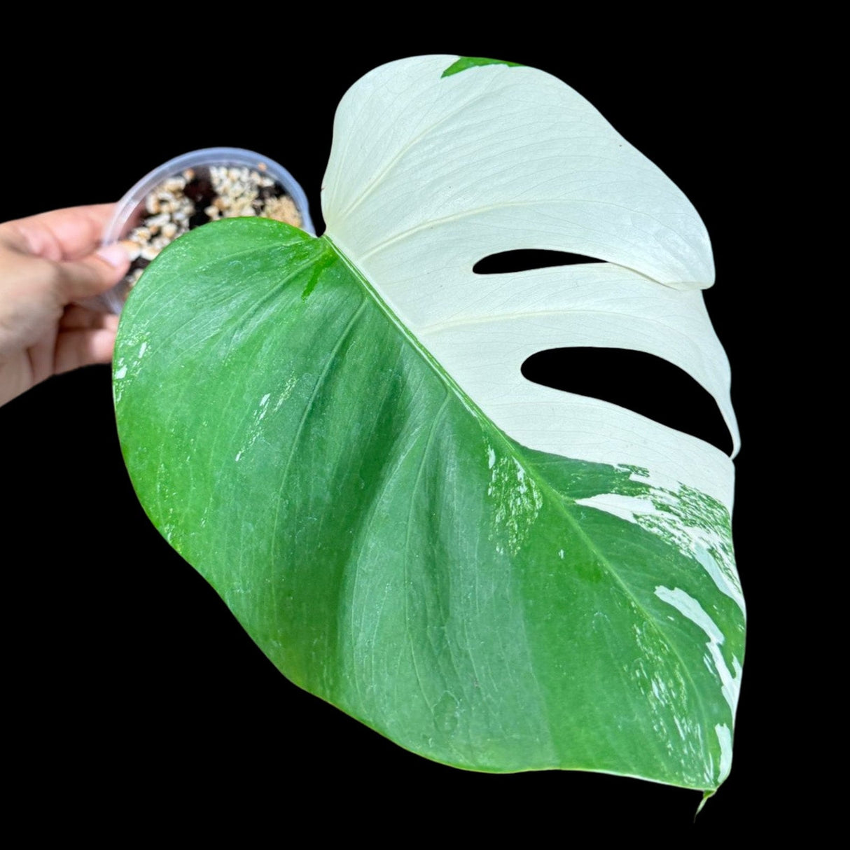 Variegated Monstera Albo Plant in a Nursery Pot - Highly Variegated Monstera ALBO Top Cut Potted Plant - Rare Houseplant - US SELLER