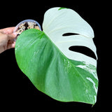 Variegated Monstera Albo Plant in a Nursery Pot - Highly Variegated Monstera ALBO Top Cut Potted Plant - Rare Houseplant - US SELLER
