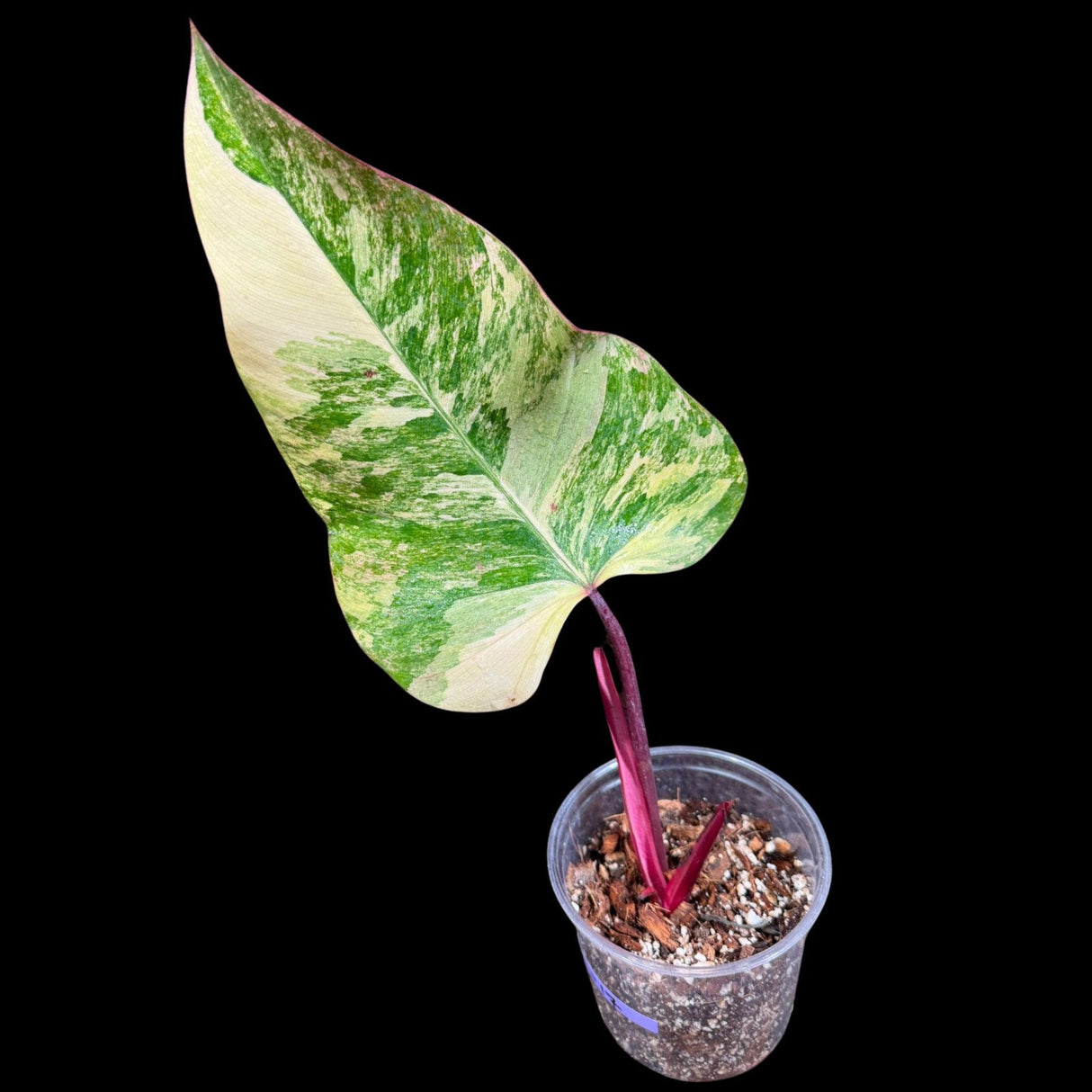 Variegated Philodendron Strawberry Shake in a Nursery Pot - Large Strawberry Shake RARE Collector Plant - Tropical Houseplants