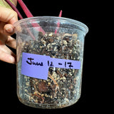 Variegated Philodendron Strawberry Shake in a Nursery Pot - Large Strawberry Shake RARE Collector Plant - Tropical Houseplants