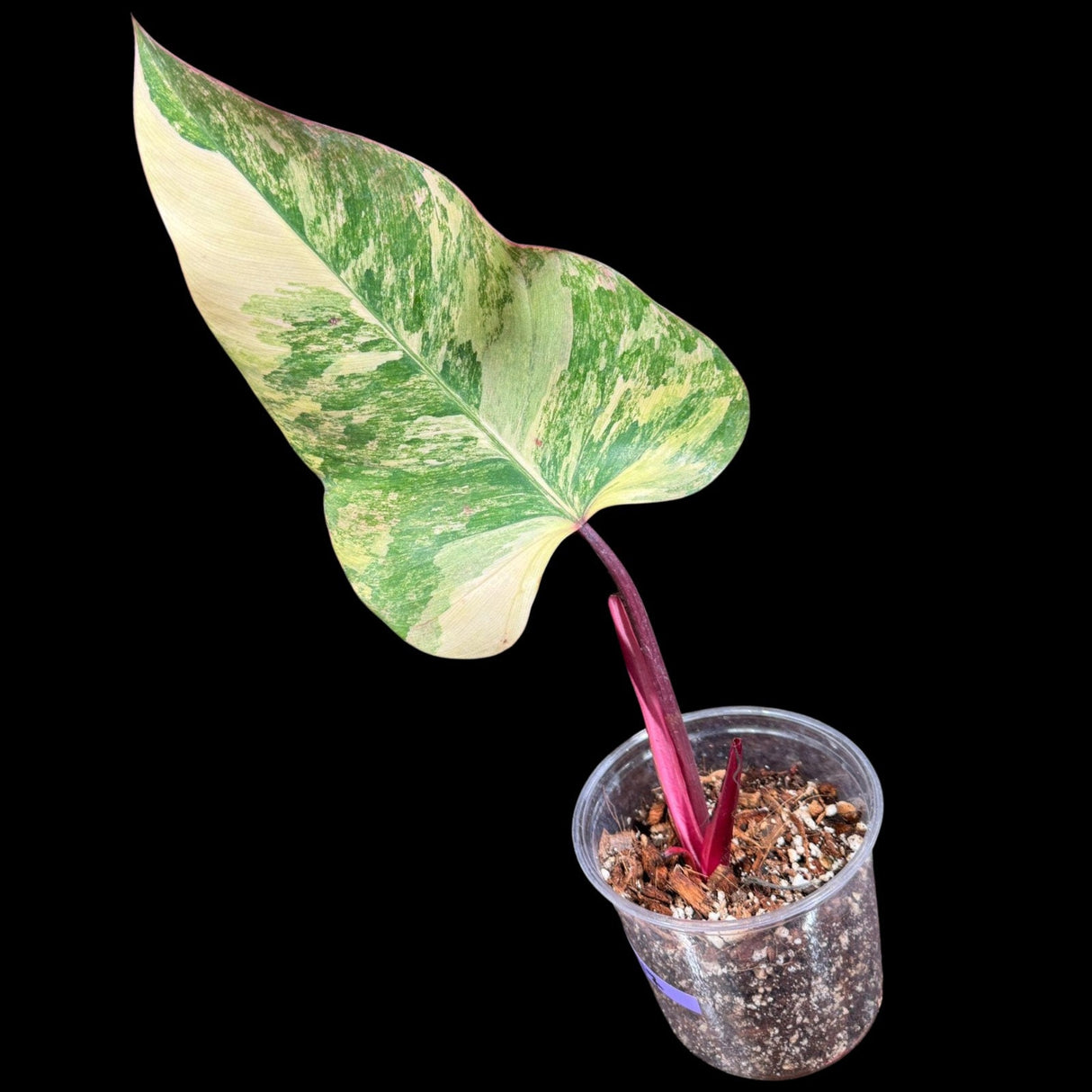 Variegated Philodendron Strawberry Shake in a Nursery Pot - Large Strawberry Shake RARE Collector Plant - Tropical Houseplants