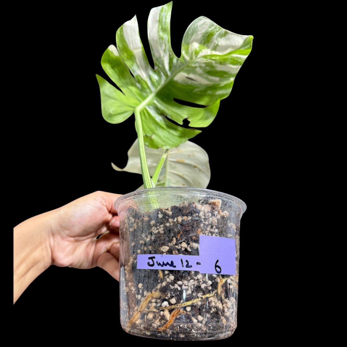Variegated Monstera Albo Plant - Rare Indoor White Monstera Albo Borsigiana Plant - Albo Monstera Potted Plant - US Seller - Rare Houseplant