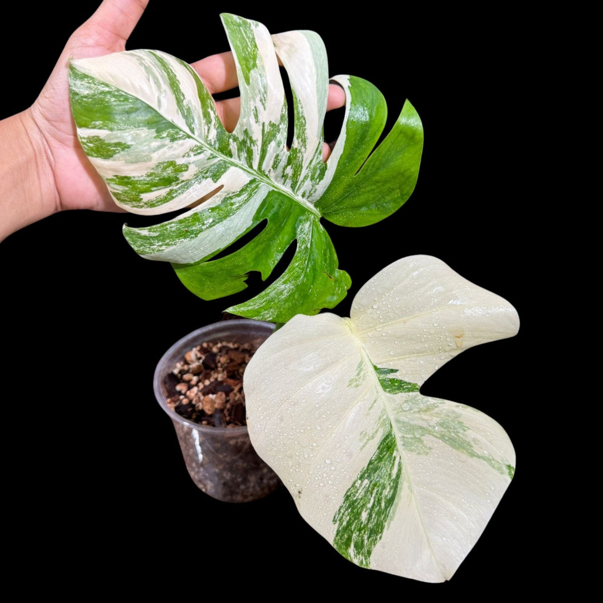 Variegated Monstera Albo Plant - Rare Indoor White Monstera Albo Borsigiana Plant - Albo Monstera Potted Plant - US Seller - Rare Houseplant