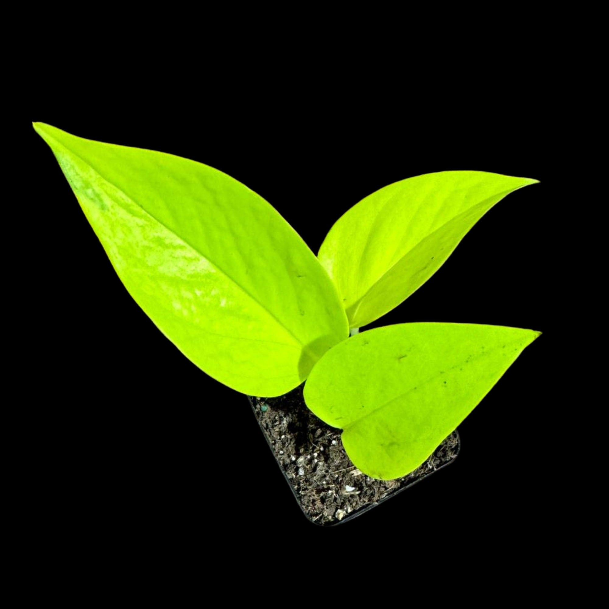 neon pothos low light Neon Pothos Indoor Starter Plant in a Nursery Pot