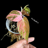 Rare Variegated Philodendron Mican Pink 5 Leaf Mature Plant in a Nursery Pot