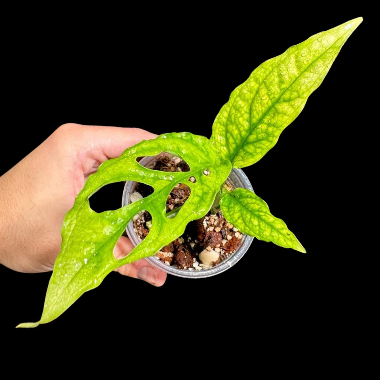 RARE Monstera Obliqua Peru Plant  | SAME Pot as images | US Seller