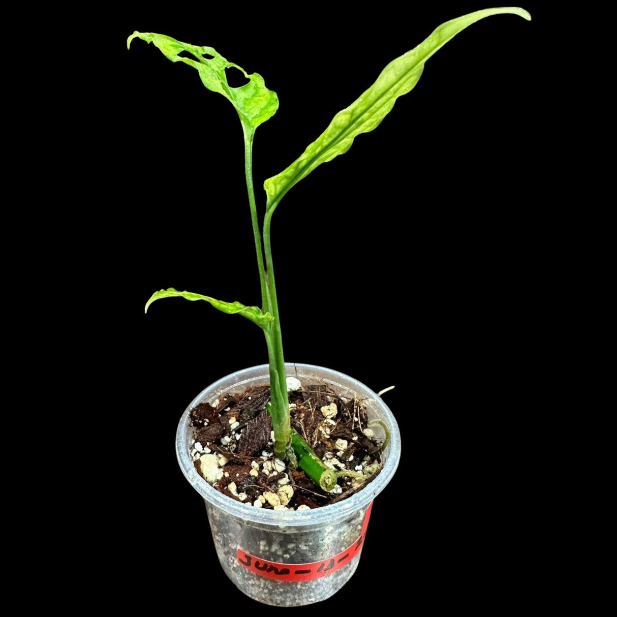RARE Monstera Obliqua Peru Plant  | SAME Pot as images | US Seller