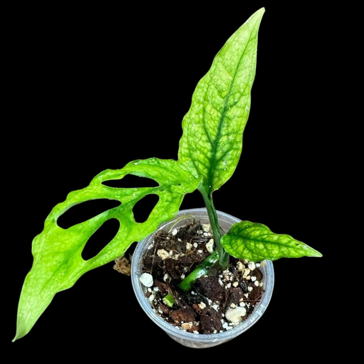 RARE Monstera Obliqua Peru Plant  | SAME Pot as images | US Seller