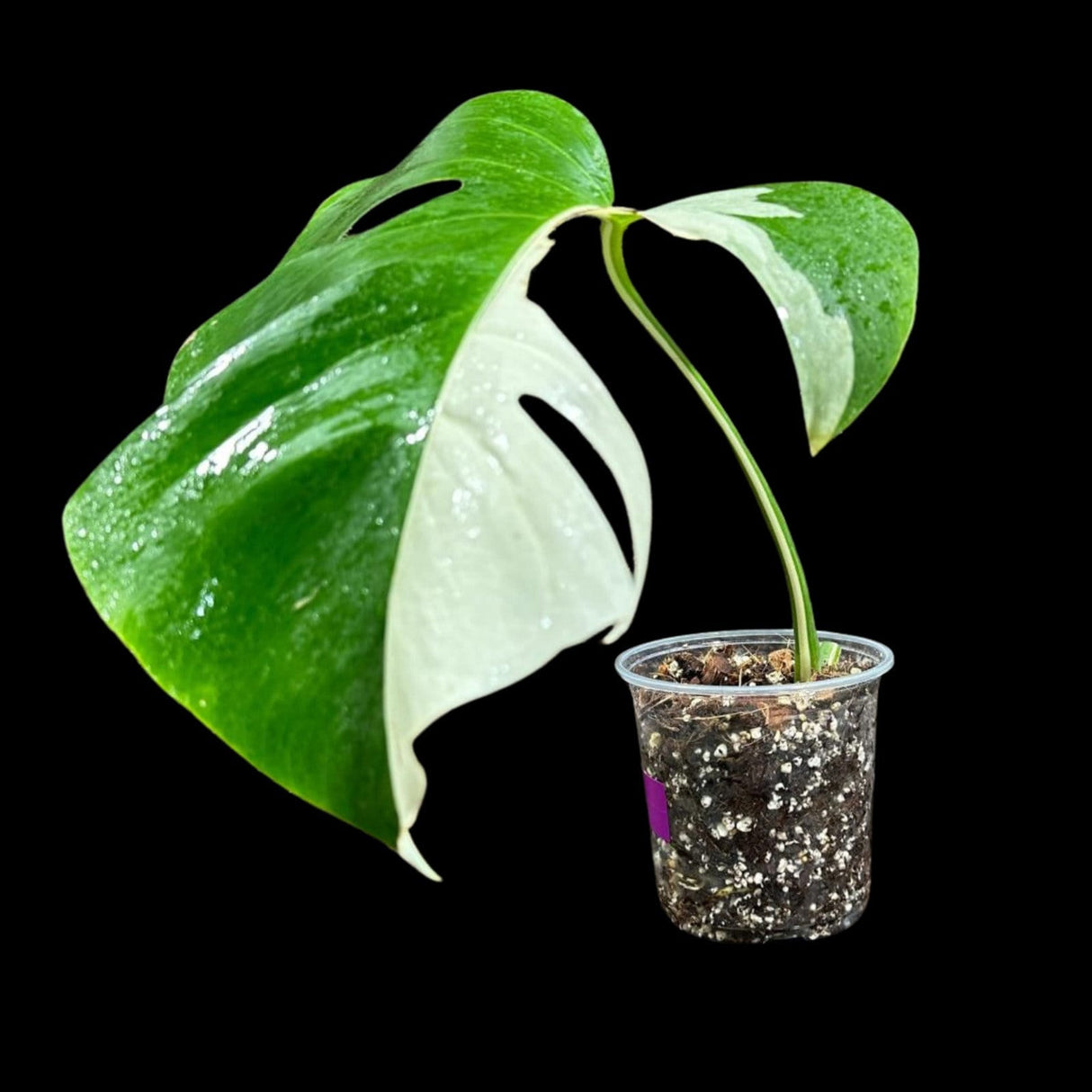 Variegated Monstera Albo Plant in a Nursery Pot - Highly Variegated Monstera ALBO Top Cut Potted Plant - Rare Houseplant - US SELLER