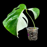 Variegated Monstera Albo Plant in a Nursery Pot - Highly Variegated Monstera ALBO Top Cut Potted Plant - Rare Houseplant - US SELLER