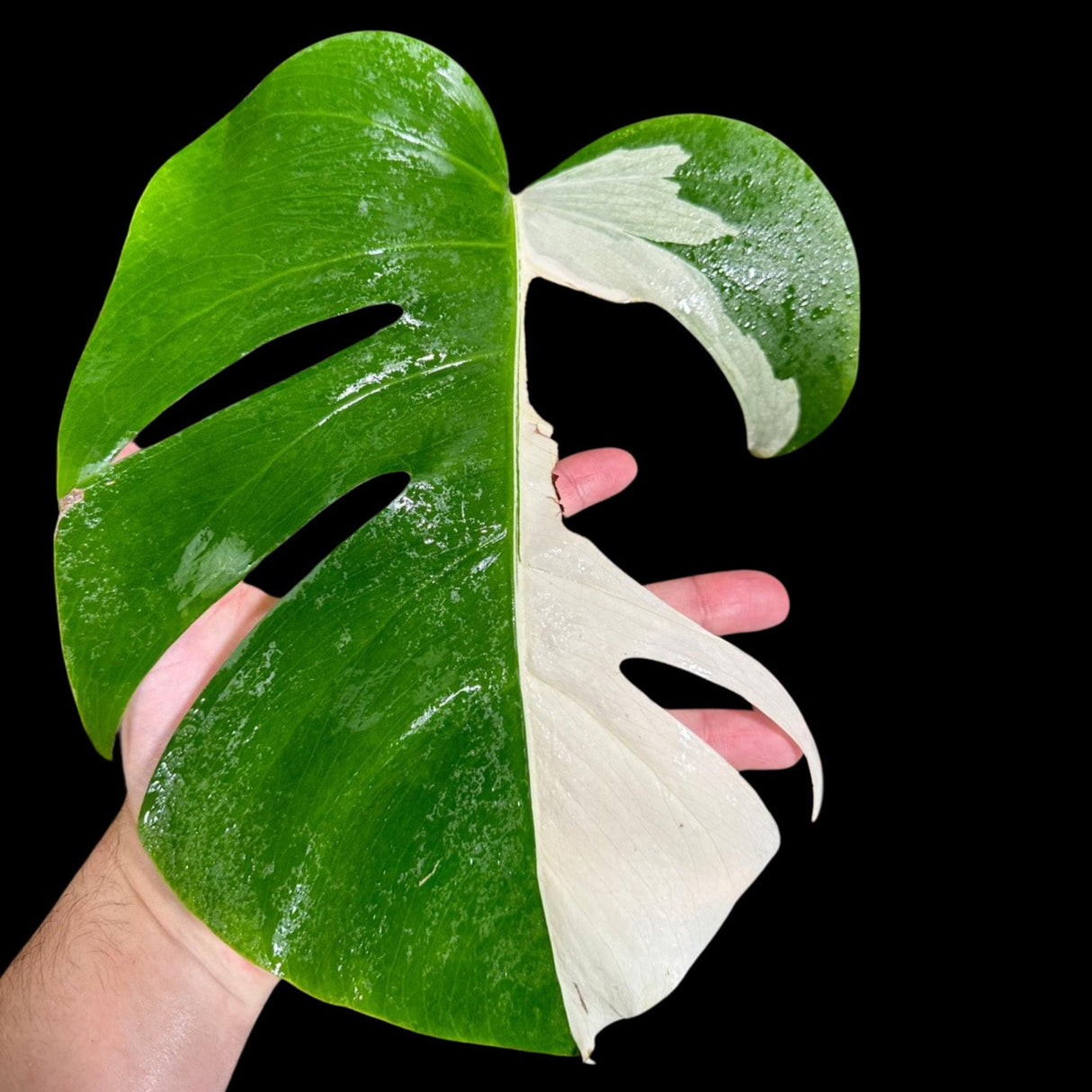 Variegated Monstera Albo Plant in a Nursery Pot - Highly Variegated Monstera ALBO Top Cut Potted Plant - Rare Houseplant - US SELLER