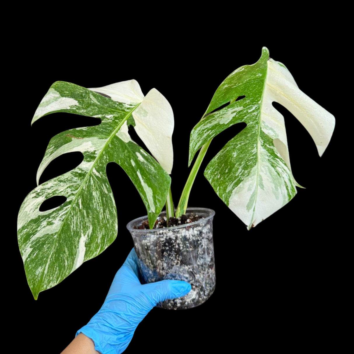 Variegated Monstera Albo Plant in a Nursery Pot - Highly Variegated Monstera ALBO 2 Leaf Plant - Rare Houseplant - US SELLER - Similar Plant