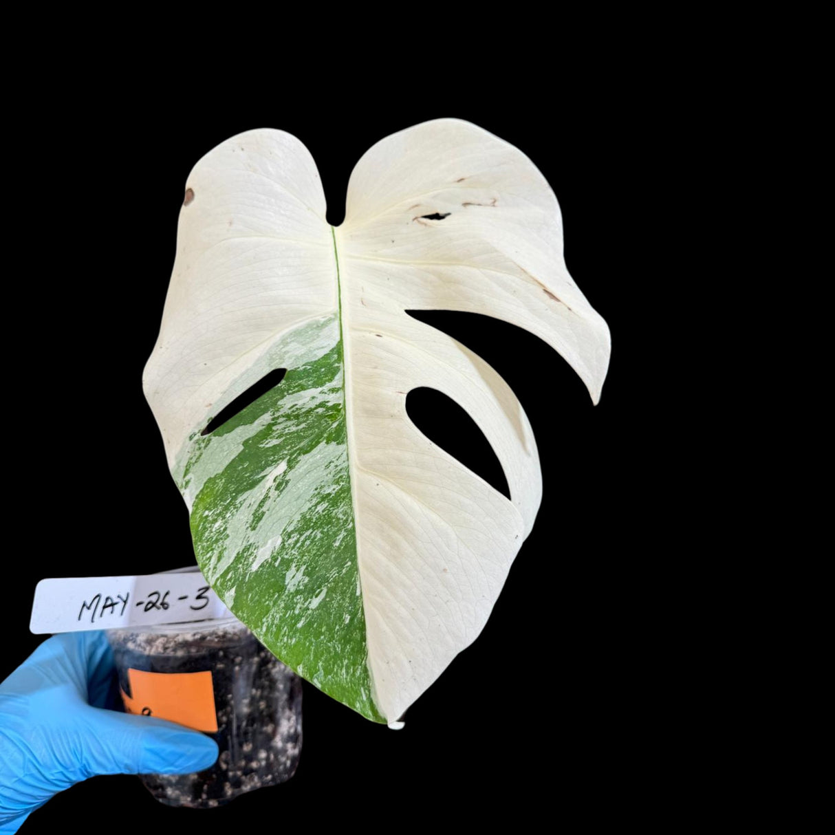 Variegated Monstera Albo Plant in a Nursery Pot - Monstera ALBO Top Cut Single Leaf Potted Plant - Rare Collector Plants - US Seller