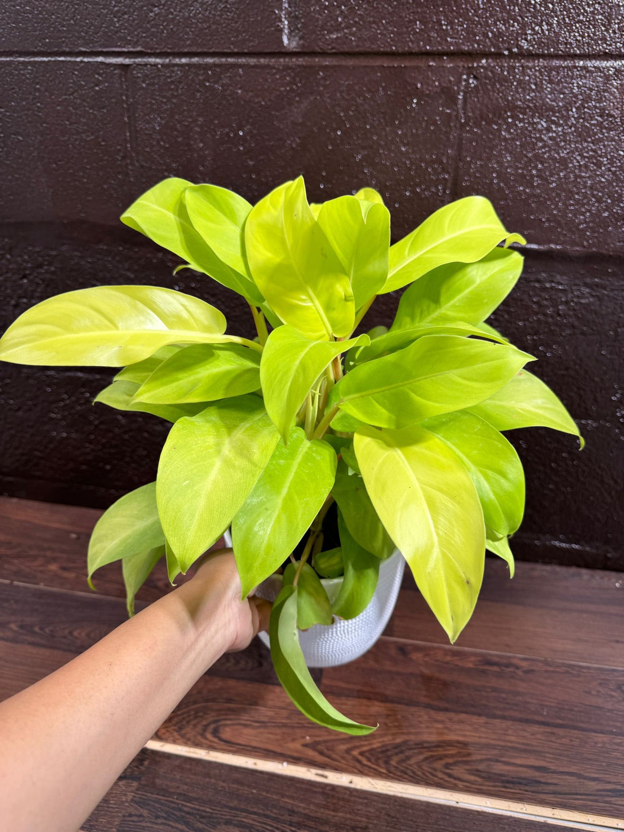 Lemon Lime Philodendron- Neon philodendron 6" pot - Philodendron Cordatum - Hederaceum - Lemon Lime - neon cordatum