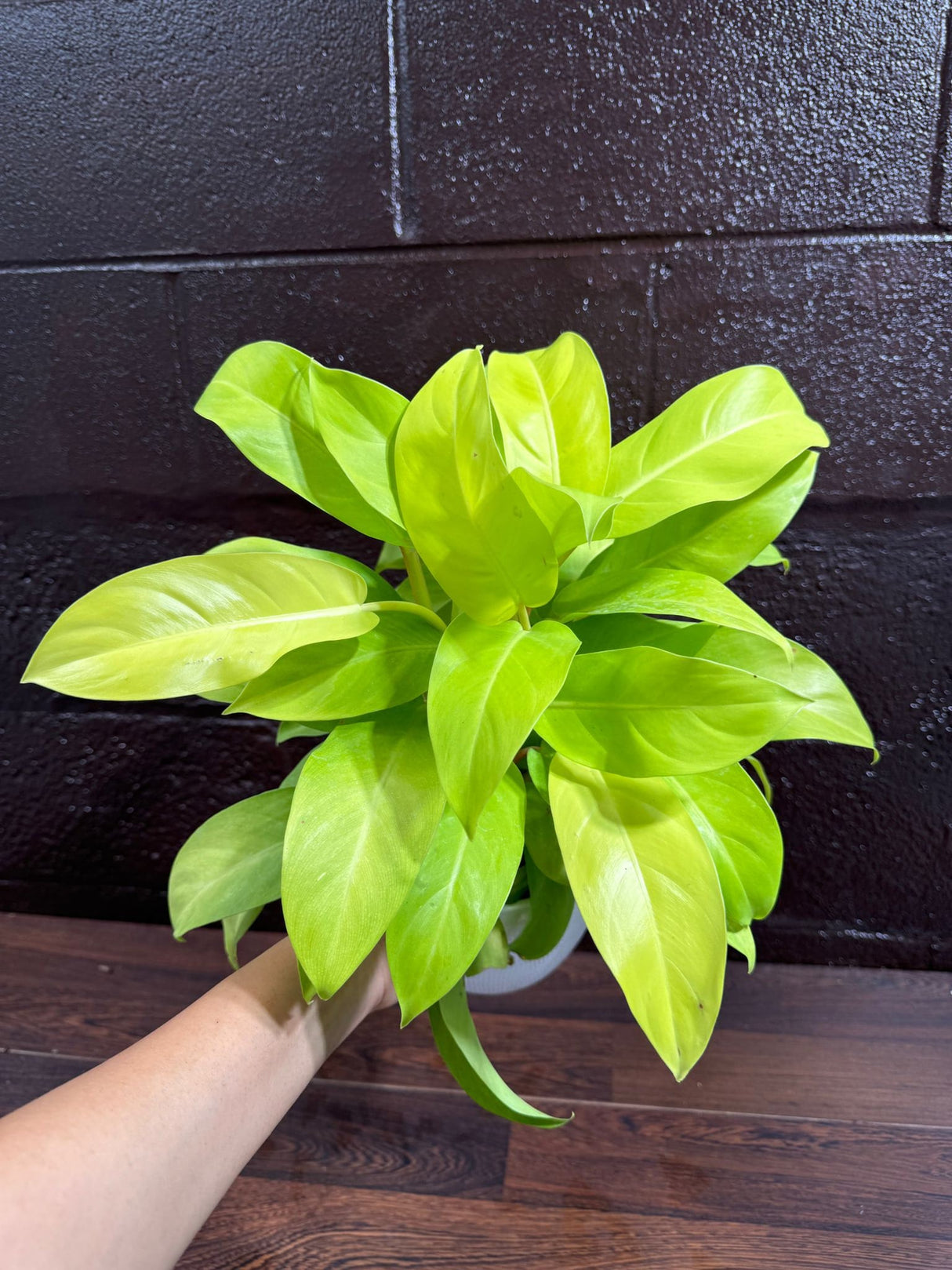 Lemon Lime Philodendron- Neon philodendron 6" pot - Philodendron Cordatum - Hederaceum - Lemon Lime - neon cordatum