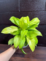 Lemon Lime Philodendron- Neon philodendron 6" pot - Philodendron Cordatum - Hederaceum - Lemon Lime - neon cordatum