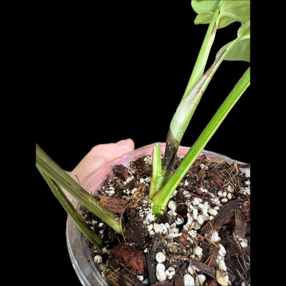 Rare Variegated Rhaphidophora Tetrasperma Aurea in a Nursery Pot - Rare Collector Plant- Low Light Indoor Plant - Grower's Choice -US Seller